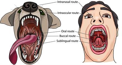 Mucosal Vaccination Against Periodontal Disease: Current Status and Opportunities